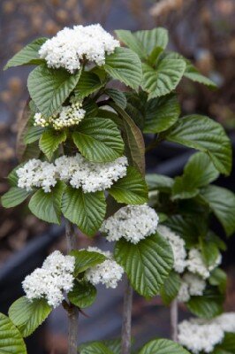 VIBURNUM 'Shiny Dancer' - image 3