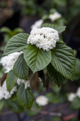 VIBURNUM 'Shiny Dancer' - image 4