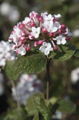 VIBURNUM carlesii 'Aurora'