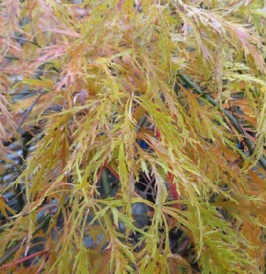 ACER palmatum dissectum 'Emerald Lace' - image 2