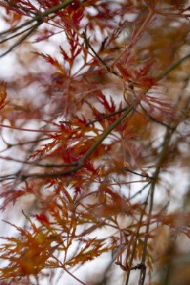 ACER palmatum dissectum 'Emerald Lace' - image 3