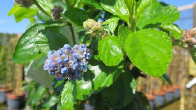 CEANOTHUS arboreus 'Trewithen Blue'