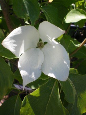 CORNUS kousa chinensis 'China Girl' - image 1