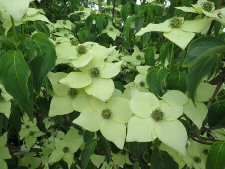 CORNUS kousa chinensis 'China Girl' - image 2