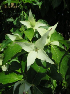 CORNUS kousa 'Milky Way'