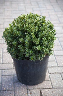 ILEX crenata 'Maxima'