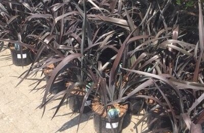 PHORMIUM 'Platt's Black'