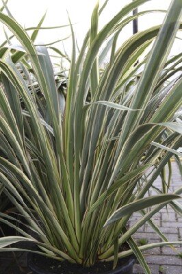 PHORMIUM cookianum 'Tricolor'