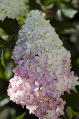 HYDRANGEA paniculata 'Vanille Fraise' - image 2