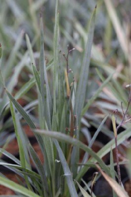 DIANELLA caerulea 'Blue Ripple'