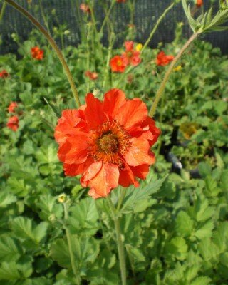 GEUM 'Mrs J. Bradshaw'