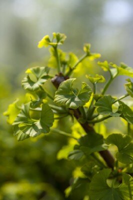 GINKGO biloba 'Mariken' - image 2