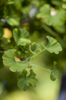 GINKGO biloba 'Mariken' - image 3