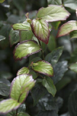 PARROTIA persica 'Persian Spire' - image 1