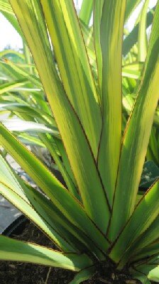 PHORMIUM cookianum 'Cream Delight'