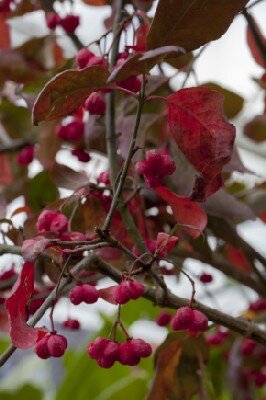 EUONYMUS europaeus 'Red Cascade'