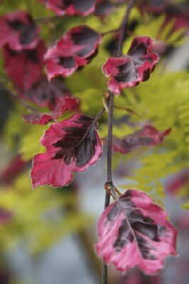 FAGUS sylvatica 'Purpurea Tricolor'