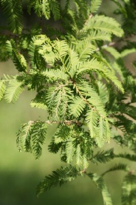 METASEQUOIA glyptostroboides