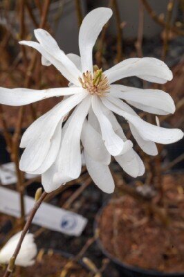 MAGNOLIA stellata 'Waterlily'