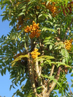 SORBUS 'White Magic' - image 3