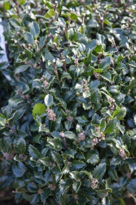 ILEX x meserveae 'Castle Wall'