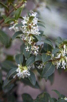 OSMANTHUS x burkwoodii