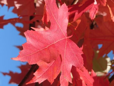 ACER rubrum 'Brandywine'