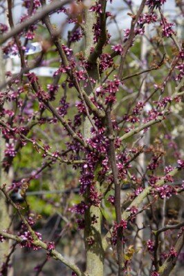 CERCIS siliquastrum - image 2