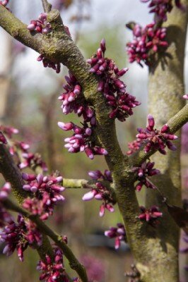 CERCIS siliquastrum - image 4