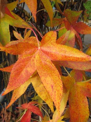 LIQUIDAMBAR styraciflua 'Slender Silhouette'