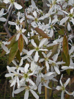 AMELANCHIER lamarckii - image 1