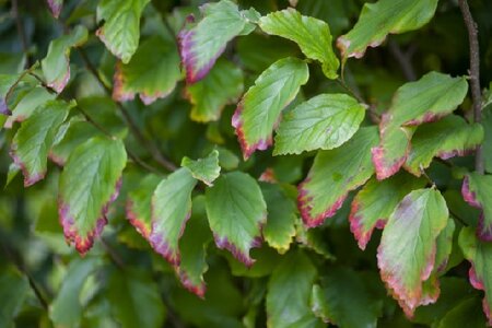 PARROTIA persica - image 2