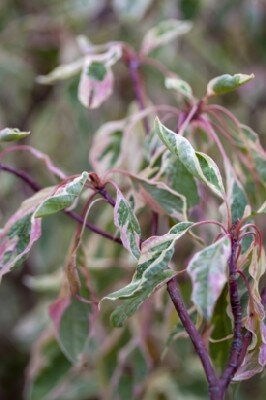 CORNUS controversa