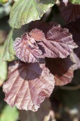 CORYLUS maxima 'Purpurea' - image 1