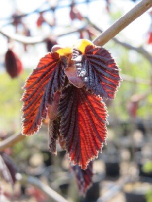 CORYLUS maxima 'Purpurea' - image 2