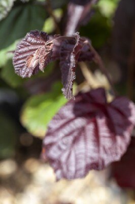 CORYLUS maxima 'Purpurea' - image 3