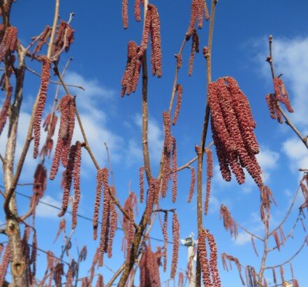 CORYLUS maxima 'Purpurea' - image 4