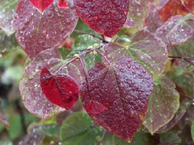 CERCIS canadensis 'Forest Pansy' - image 1