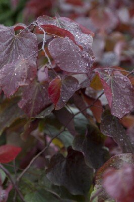 CERCIS canadensis 'Forest Pansy' - image 5