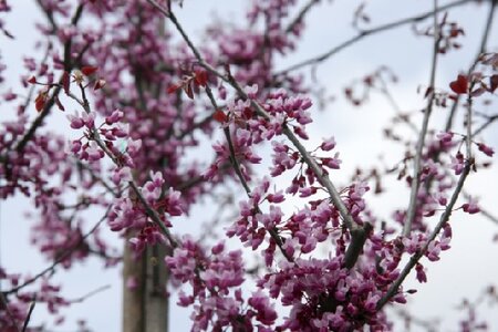 CERCIS canadensis 'Forest Pansy' - image 1