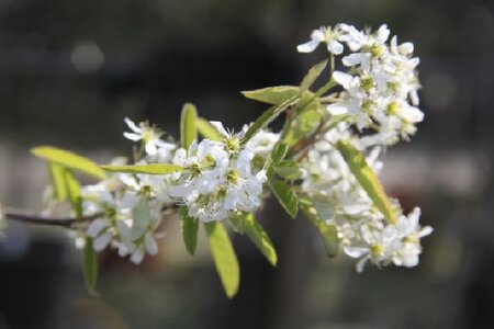 AMELANCHIER canadensis 'Rainbow Pillar'