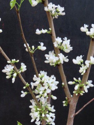 CERCIS chinensis 'Shirobana' - image 3