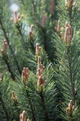 PINUS sylvestris 'Watereri'