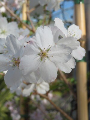 PRUNUS 'The Bride'