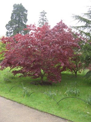 ACER palmatum 'Red Star' - image 1