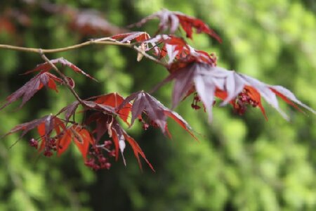 ACER palmatum 'Red Star' - image 2