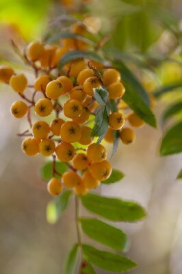 SORBUS x thurungiaca 'Fastigiata'