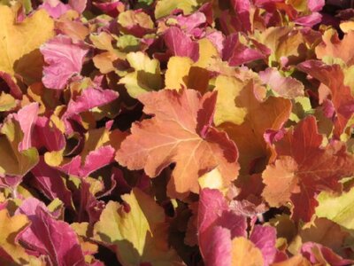 HEUCHERA 'Changeling' - image 2