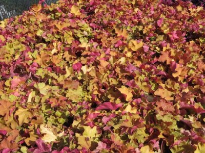 HEUCHERA 'Changeling' - image 3