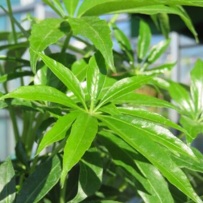 SCHEFFLERA taiwaniana